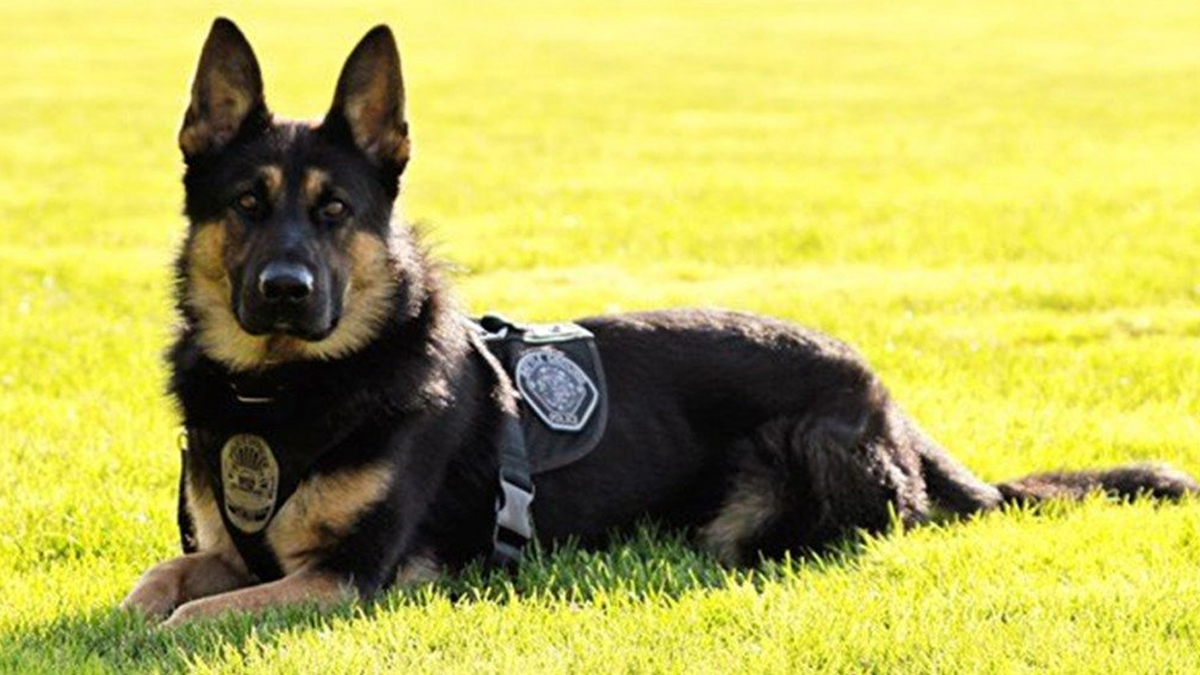 सङ्खुवासभामा बेपत्ताको खोजी गर्न कुकुर परिचालन